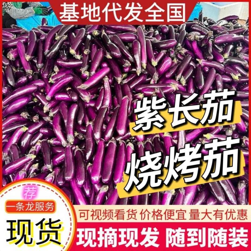 《紫长茄/烧烤茄子》基地现货/货源充足/价格便宜/全国发