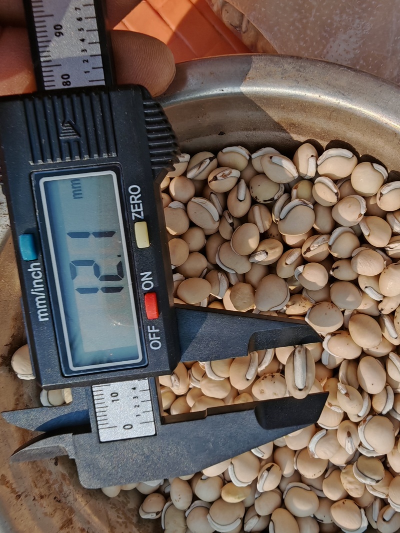 各种大小白扁豆