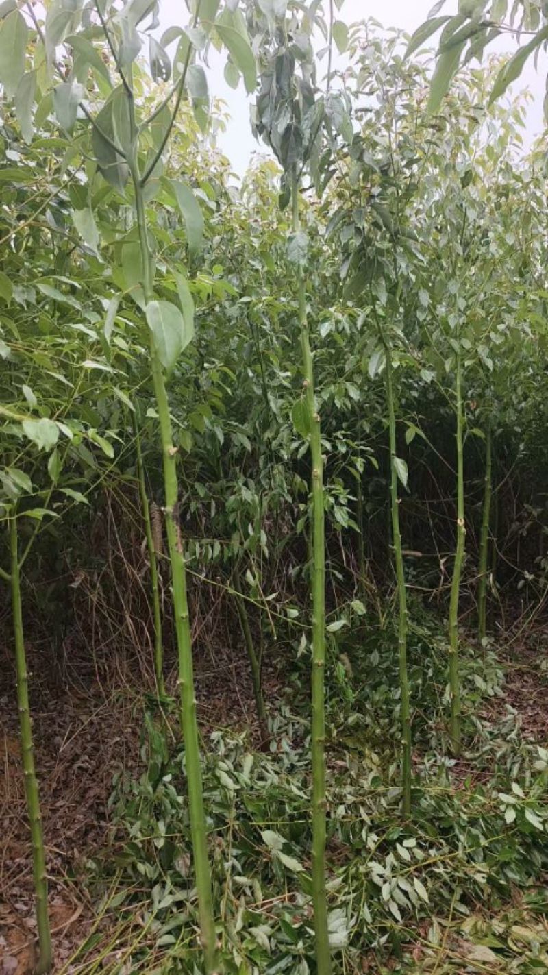 香樟