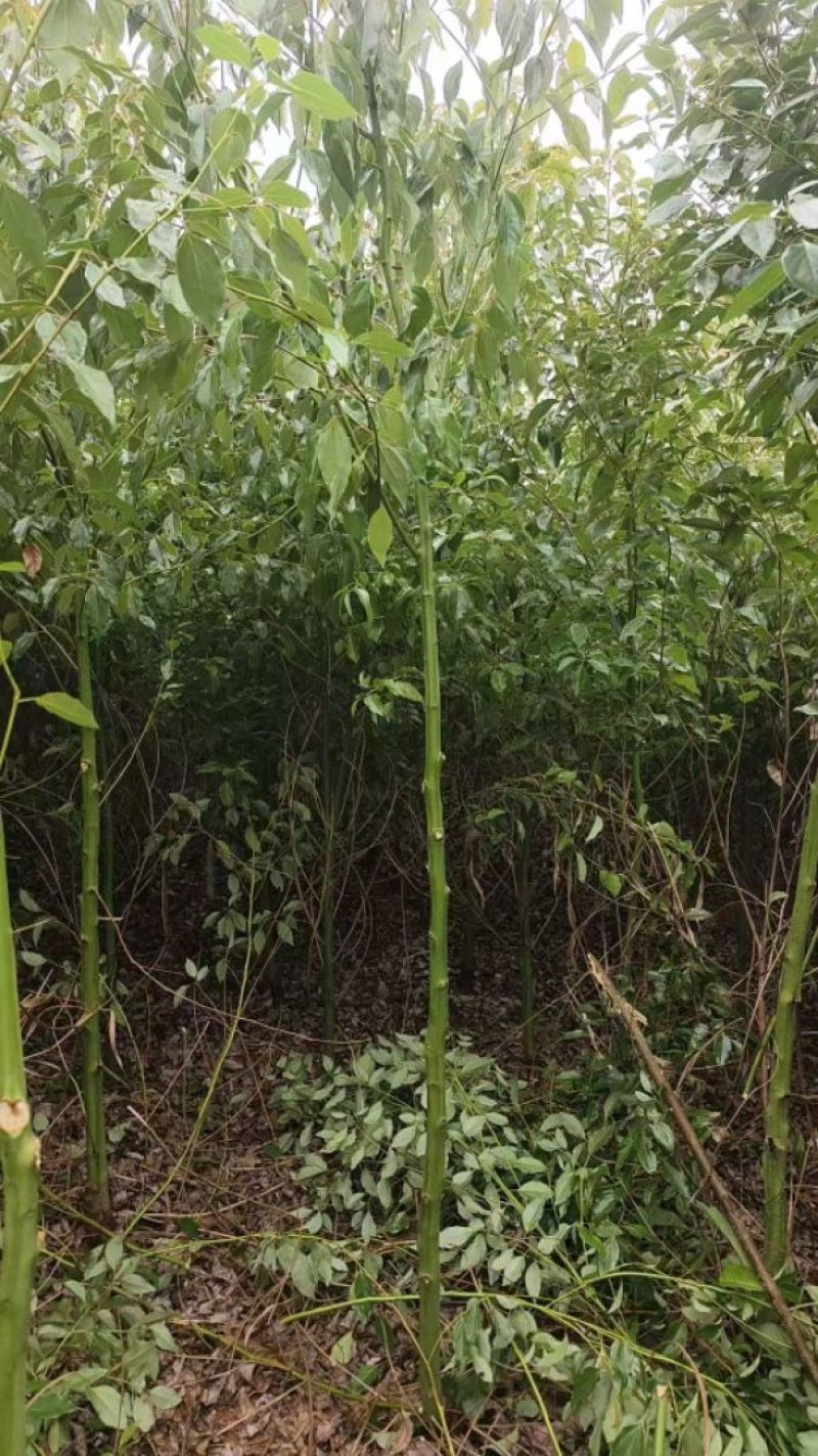 香樟