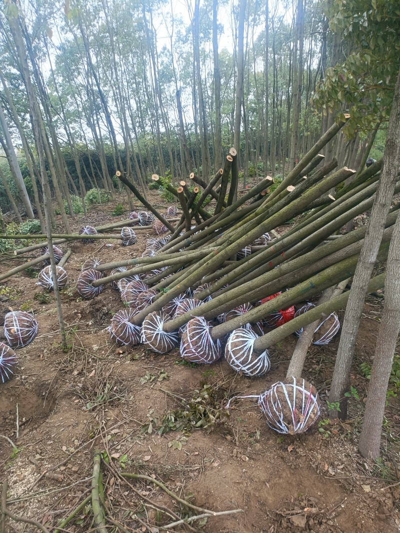 香樟