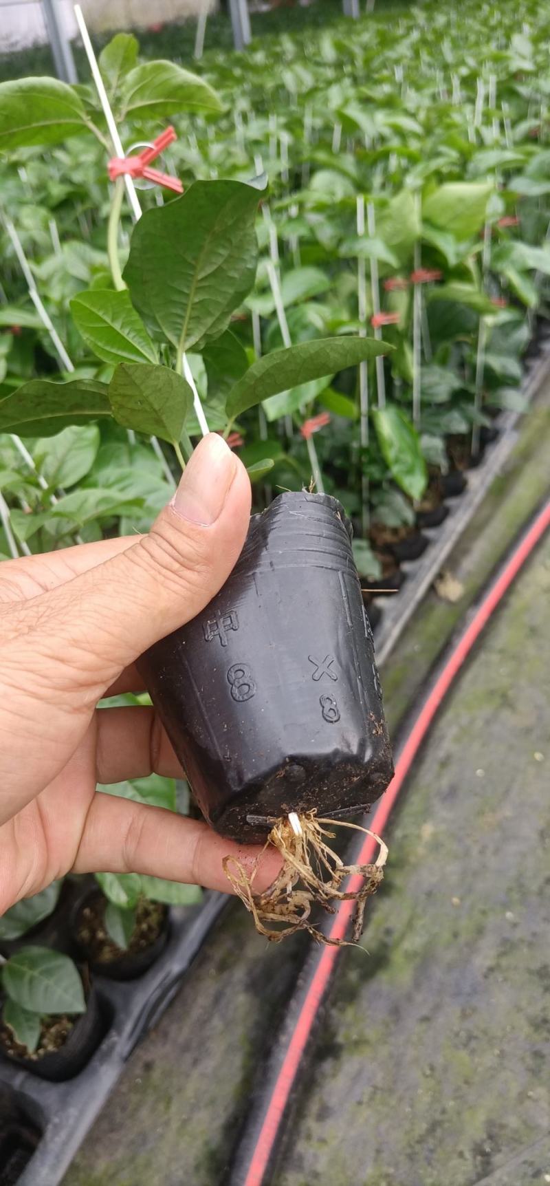 黄金百香果苗优质百香果苗品质好产量高严选脱毒