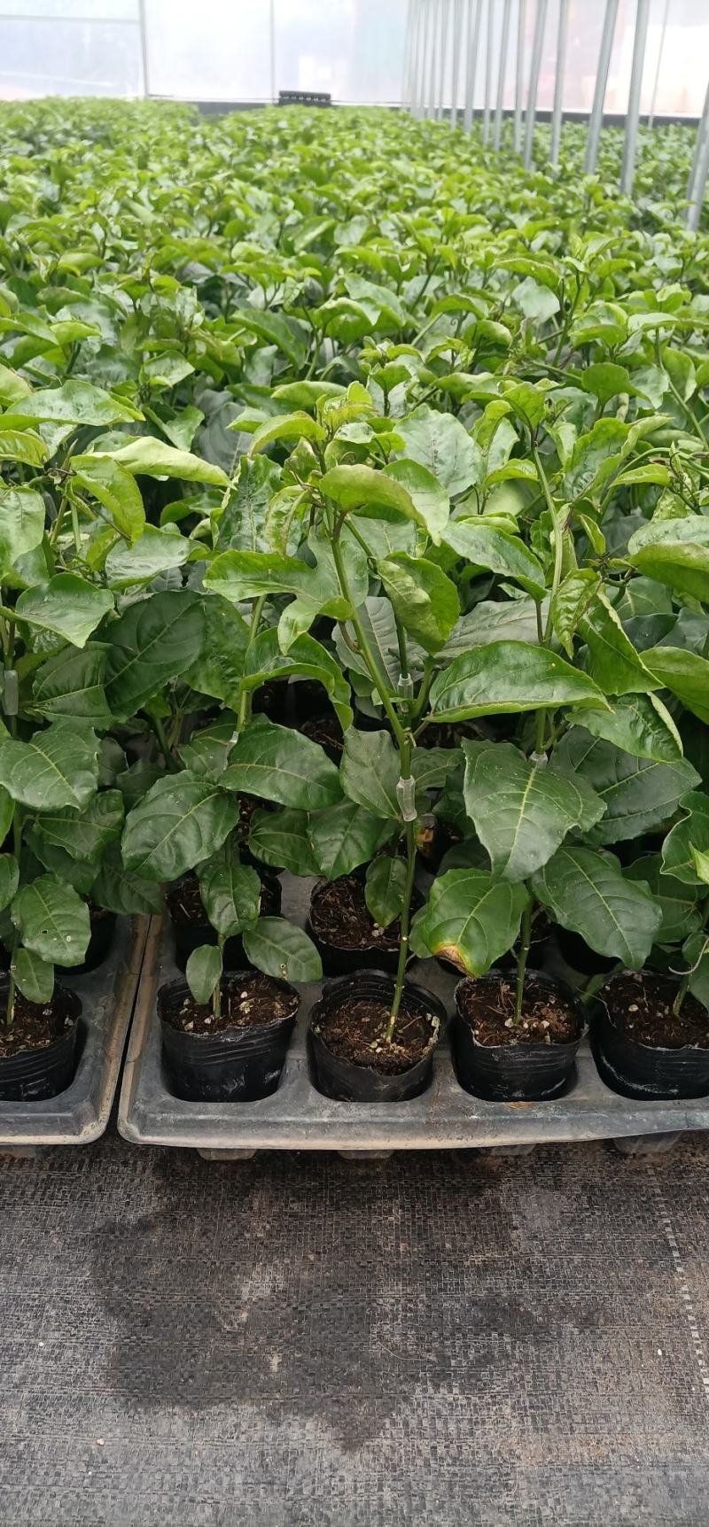 黄金百香果苗优质百香果苗品质好产量高严选脱毒