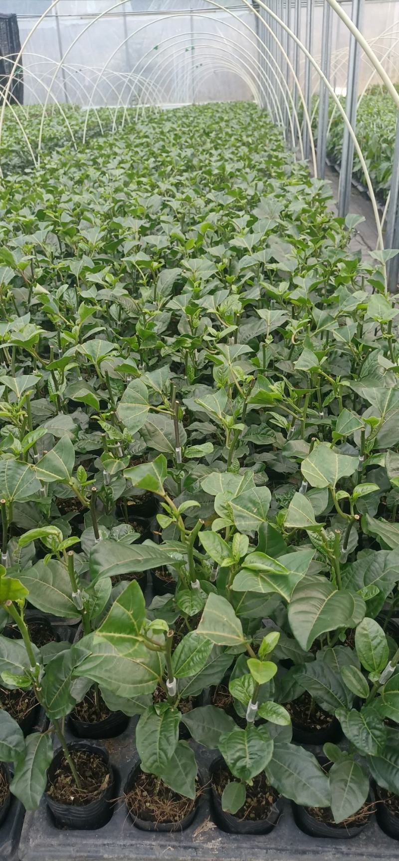 黄金百香果苗优质百香果苗品质好产量高严选脱毒