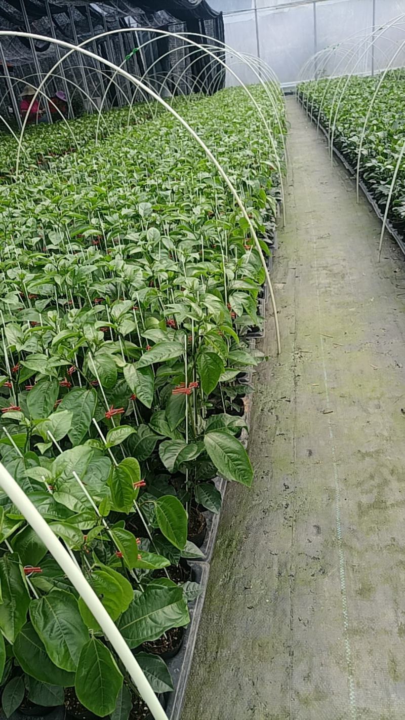 黄金百香果苗优质百香果苗品质好产量高严选脱毒