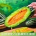 大量供应蜜露甜瓜，一手货源，欢迎新老客户前来合作