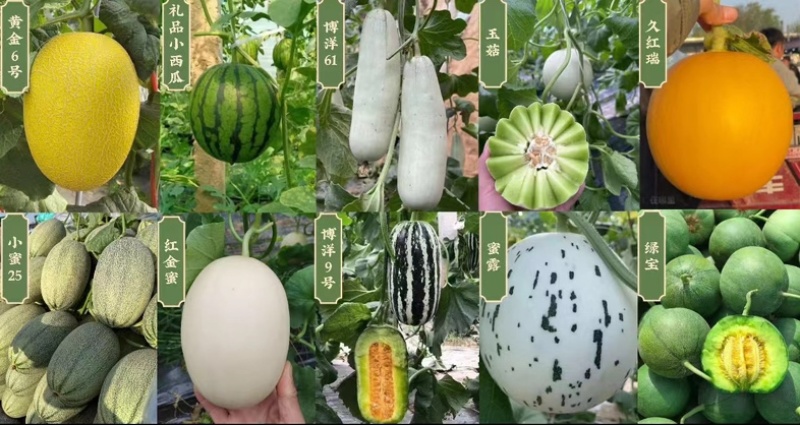 山东莘县头茬博洋9甜瓜口感脆甜绿肉红瓤