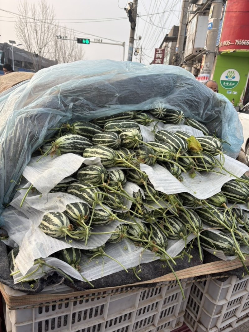 山东莘县头茬博洋9甜瓜口感脆甜绿肉红瓤