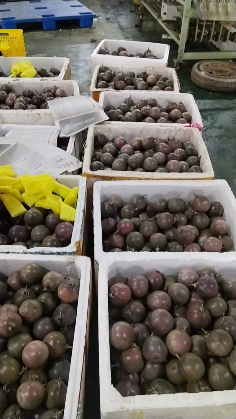 金都3号百香果(蜜桃味)8分甜,2分酸