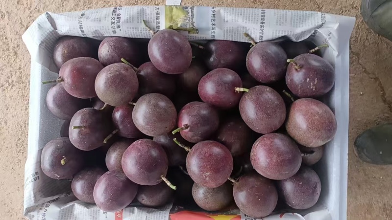 金都3号百香果(蜜桃味)8分甜,2分酸