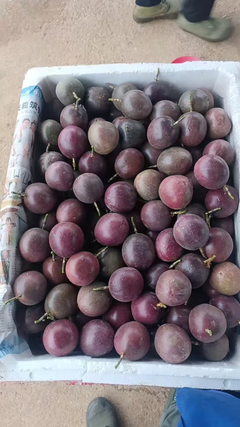 金都3号百香果(蜜桃味)8分甜,2分酸