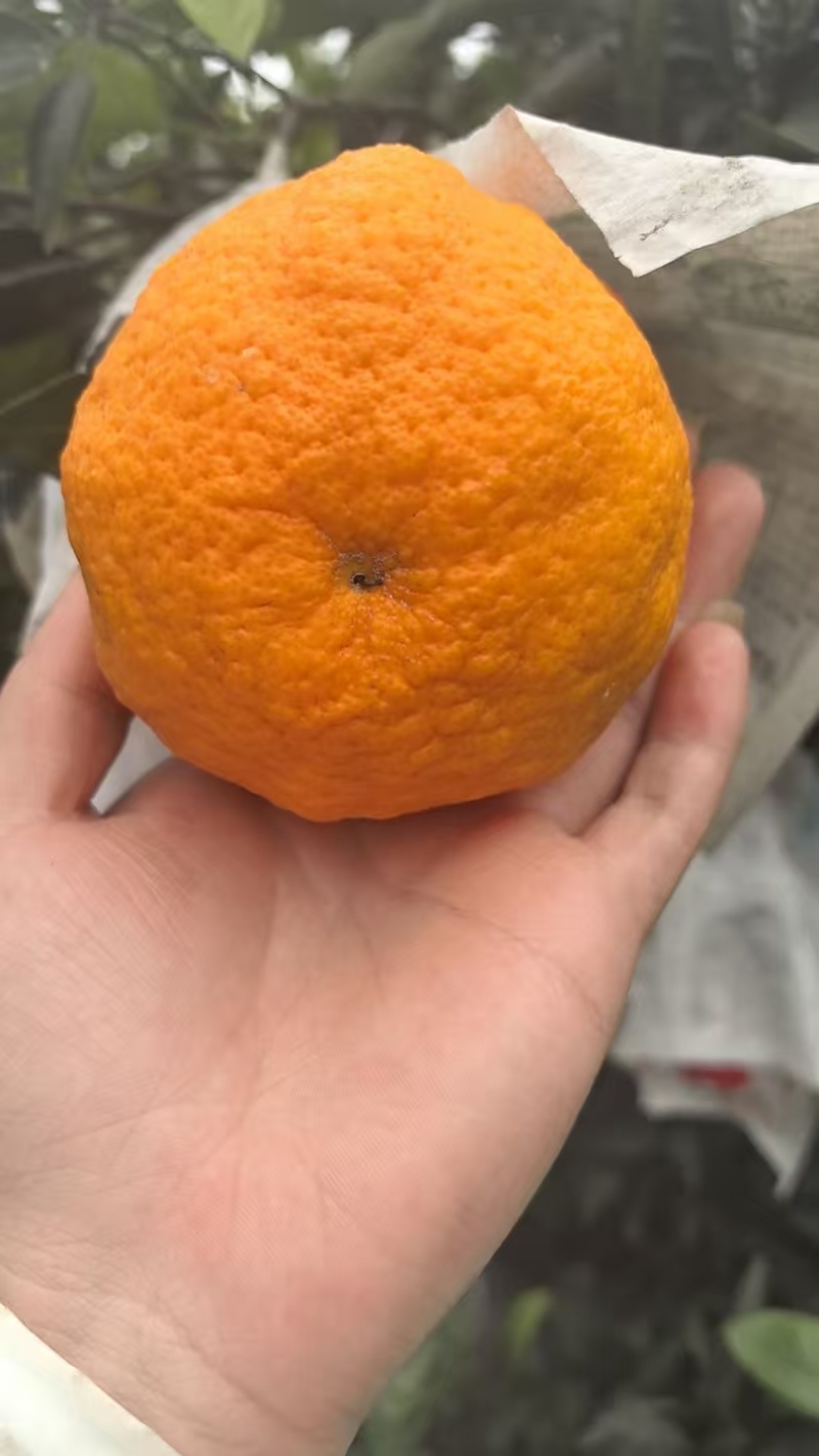 四川丑橘不知火，产地一手货源，货量充足质量保证