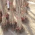山楂树苗黄山楂苗口感甜中带点酸个头中得包邮