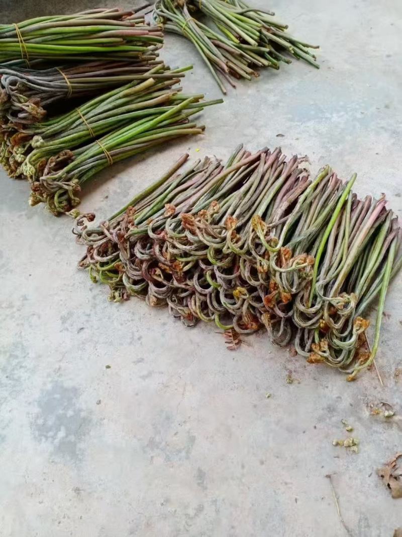 蕨菜