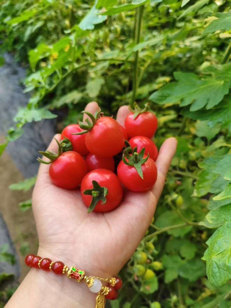 莘县圣女果产地，大量上市，对接全国客商货源充足，量大从优