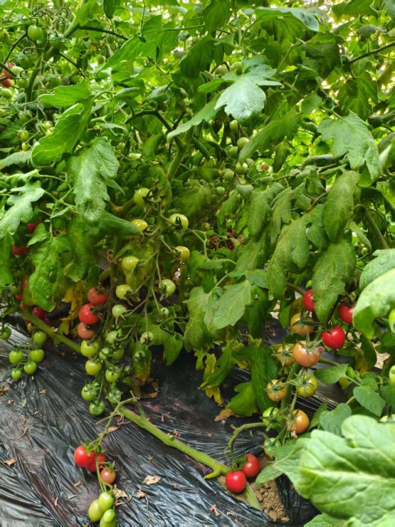 莘县圣女果产地，大量上市，对接全国客商货源充足，量大从优