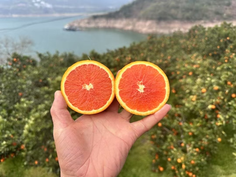 正宗秭归橙子/中华红血橙皮薄肉厚/香甜多汁/产地大量供应