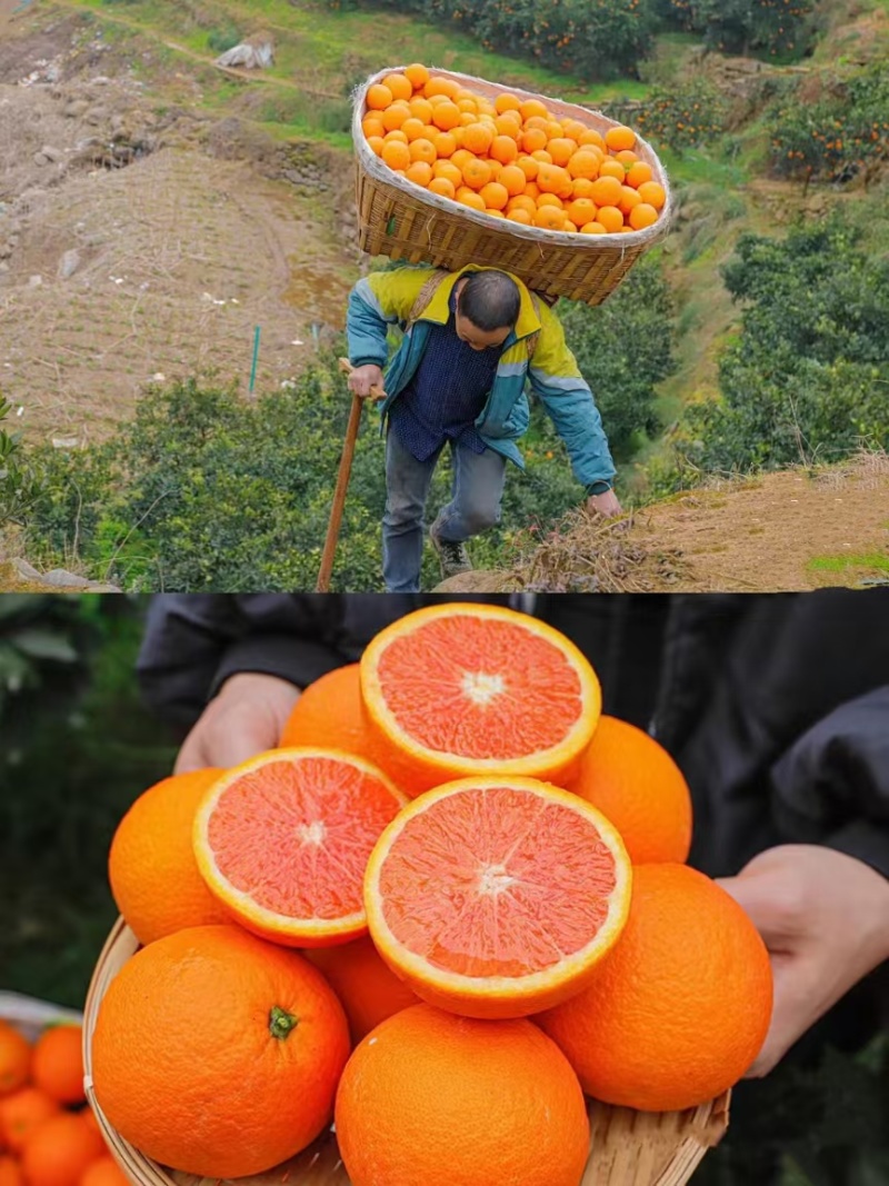 正宗秭归橙子/中华红血橙皮薄肉厚/香甜多汁/产地大量供应