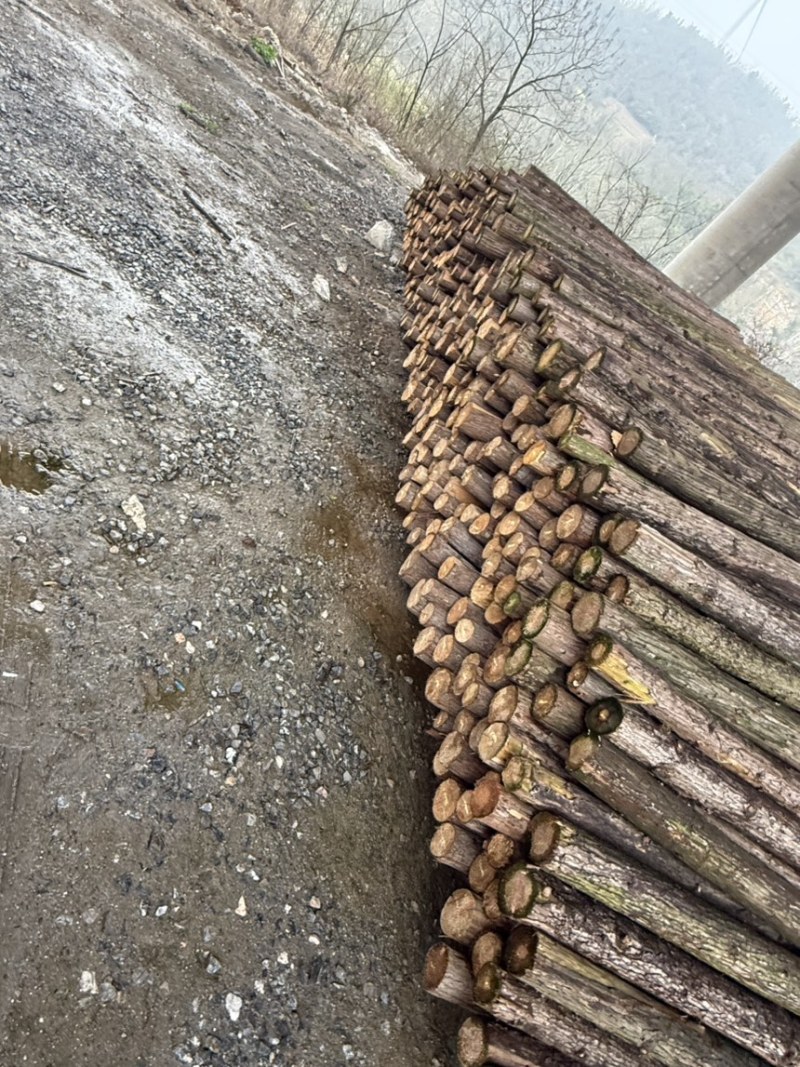 大量杉木可按吨按方出售