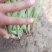 紫根露天韭菜