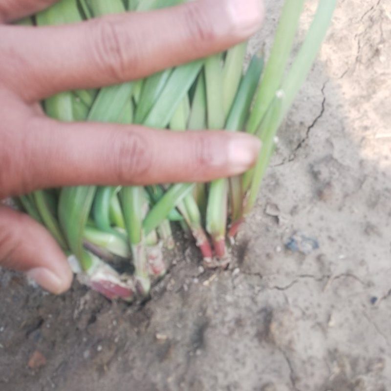 紫根露天韭菜