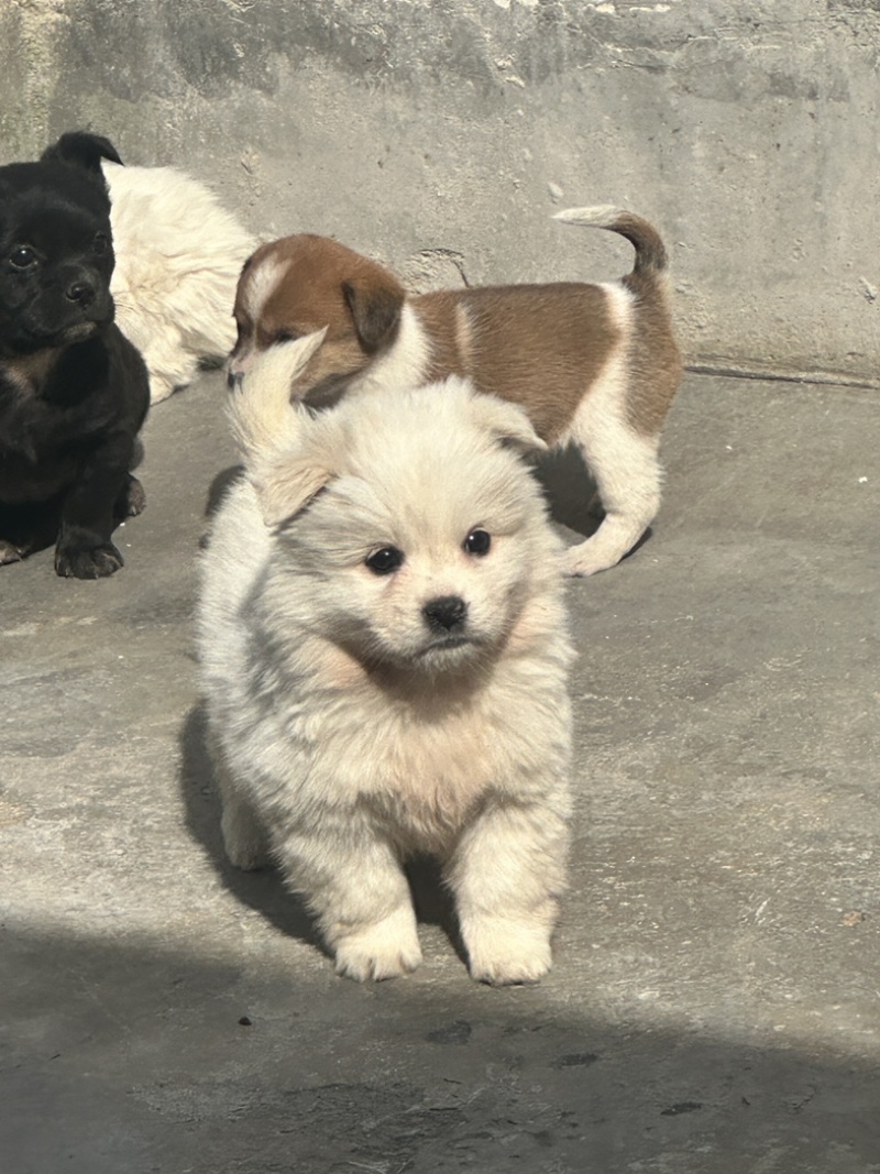 萨摩耶熊版和狼版都是公狗需要联系