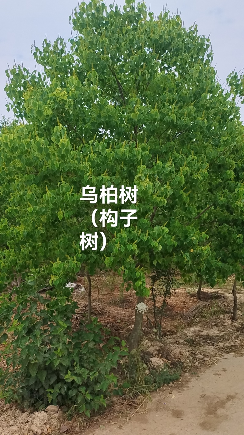乌柏树红叶石楠着急处理