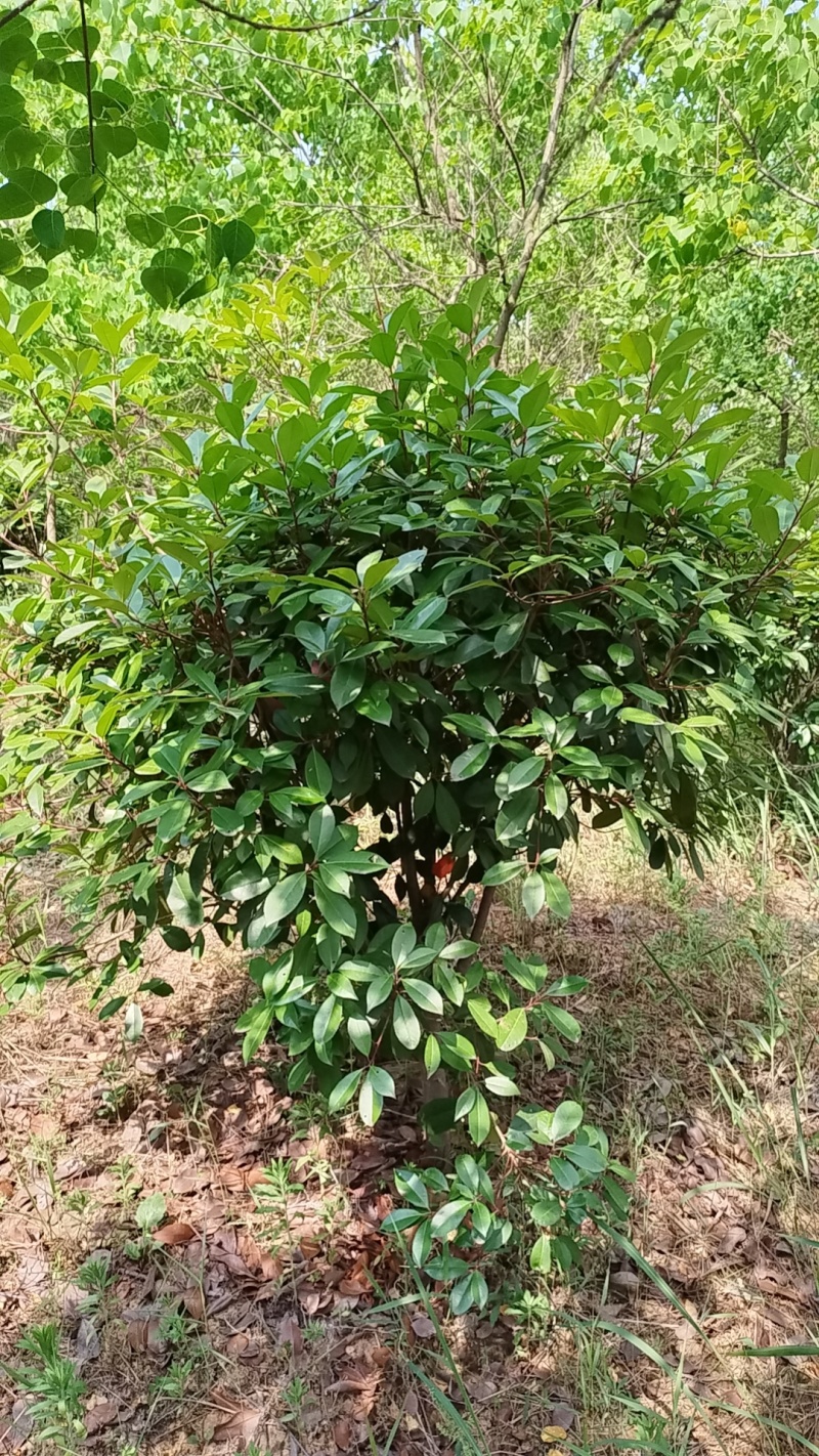 乌柏树红叶石楠着急处理