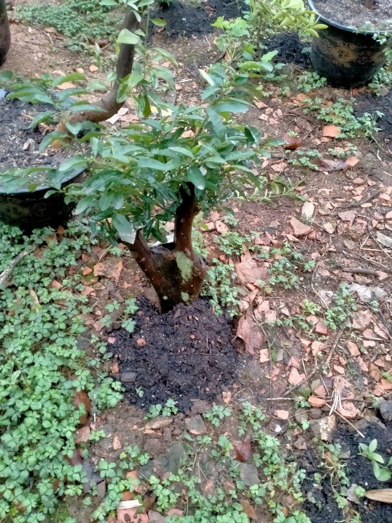 金豆，野山桔