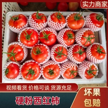{实力}万亩硬粉暖棚西红柿，现摘现发，基地直发，商超社区团购