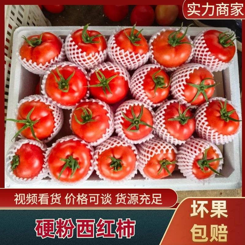 {实力}万亩硬粉暖棚西红柿，现摘现发，基地直发，商超社区团购