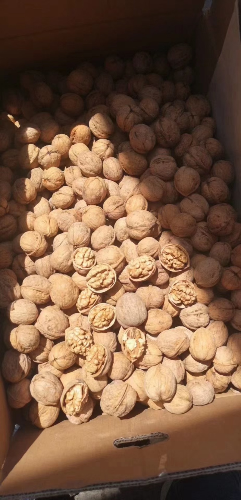 和田185纸皮核桃