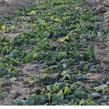 庞各庄本地秋播春收红根菠菜农家肥种植