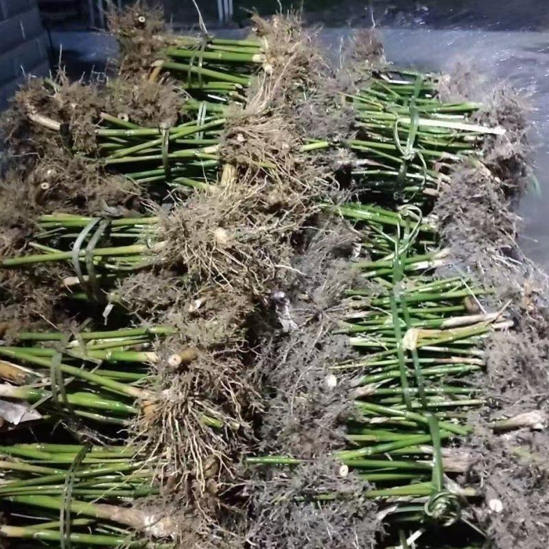 广东竹苗基地大量供应麻竹苗，货源充足，现挖现发，欢迎咨询