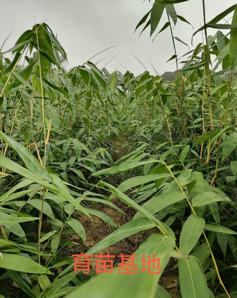 广东竹苗基地大量供应麻竹苗，货源充足，现挖现发，欢迎咨询