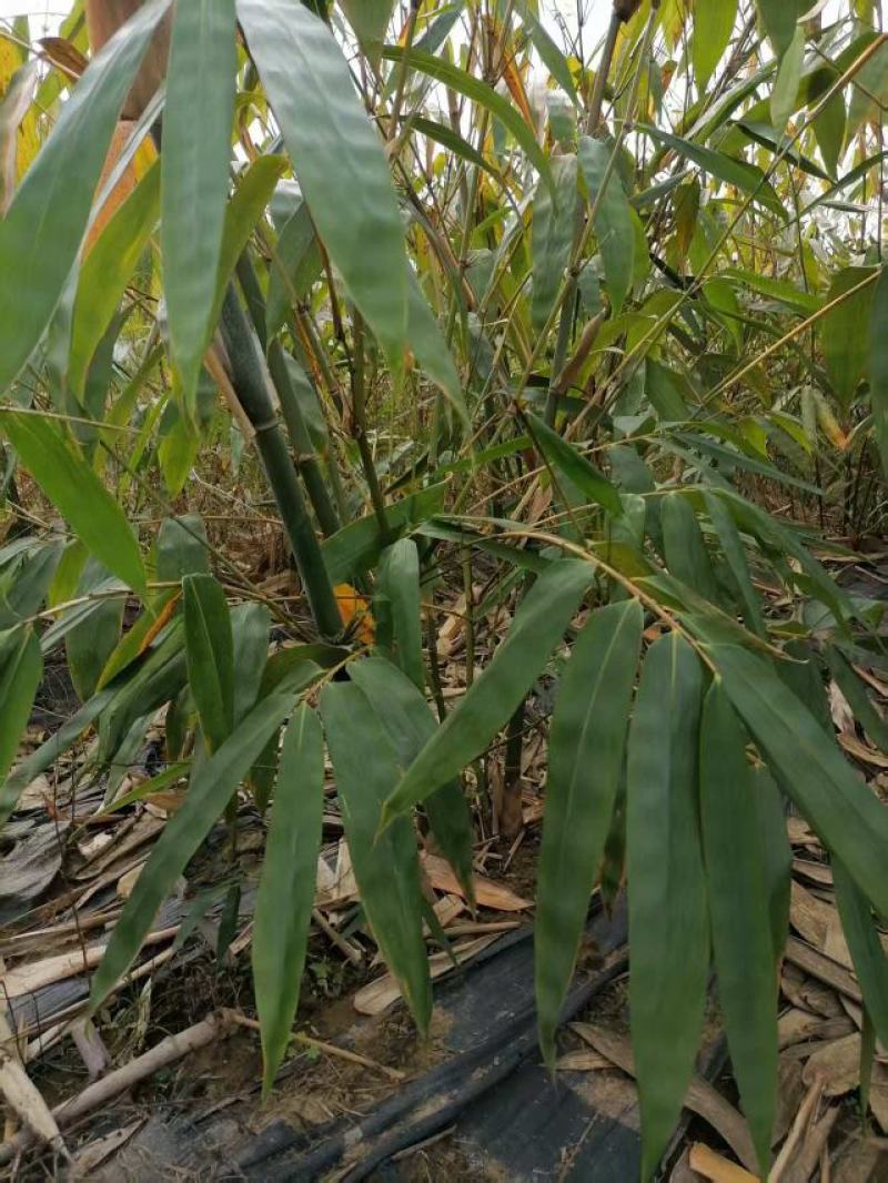 广东竹苗基地大量供应麻竹苗，货源充足，现挖现发，欢迎咨询