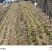 庞各庄本地秋播春收红根菠菜农家肥种植