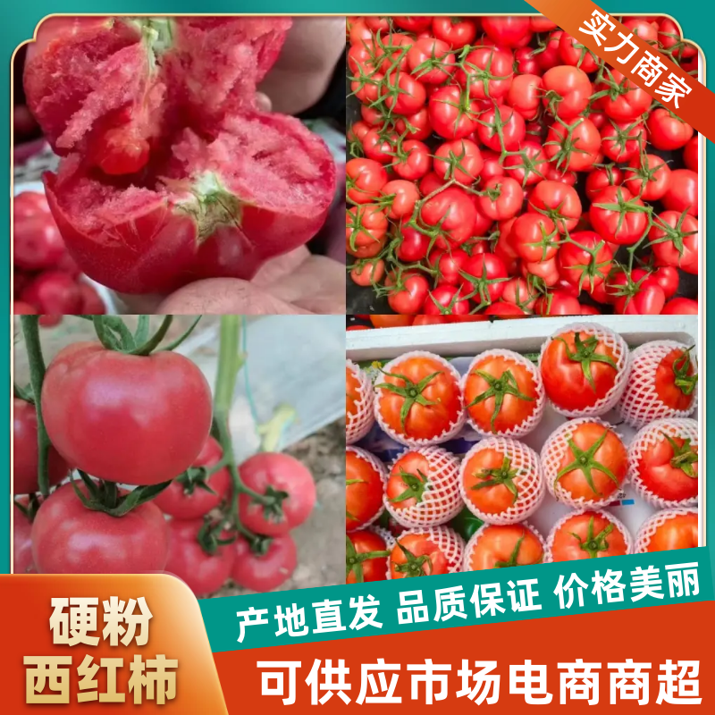{实力}万亩硬粉暖棚西红柿，现摘现发，基地直发，商超社区团购