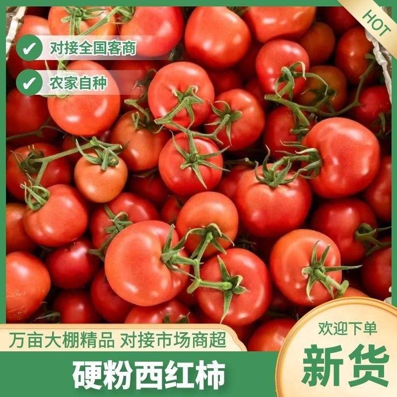 {实力}万亩硬粉暖棚西红柿，现摘现发，基地直发，商超社区团购