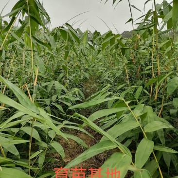 竹苗，麻竹苗大量供应量大从优，货源充足，欢迎咨询，可实地