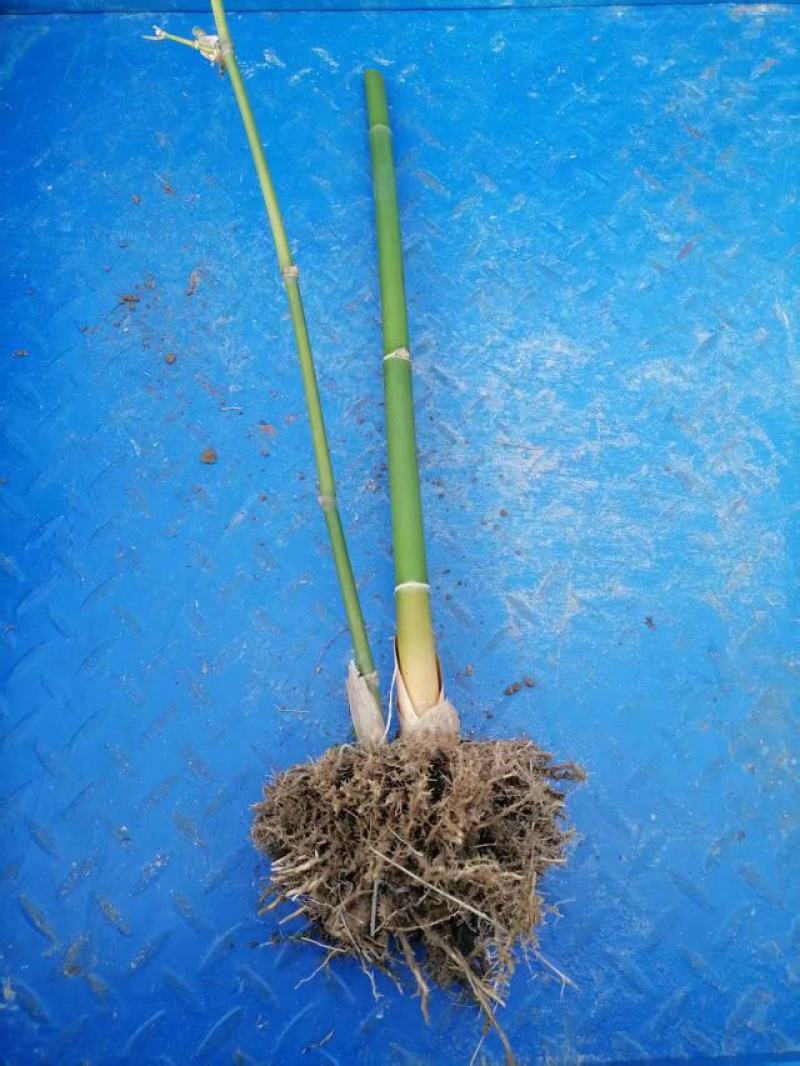 竹苗，麻竹苗大量供应量大从优，货源充足，欢迎咨询，可实地