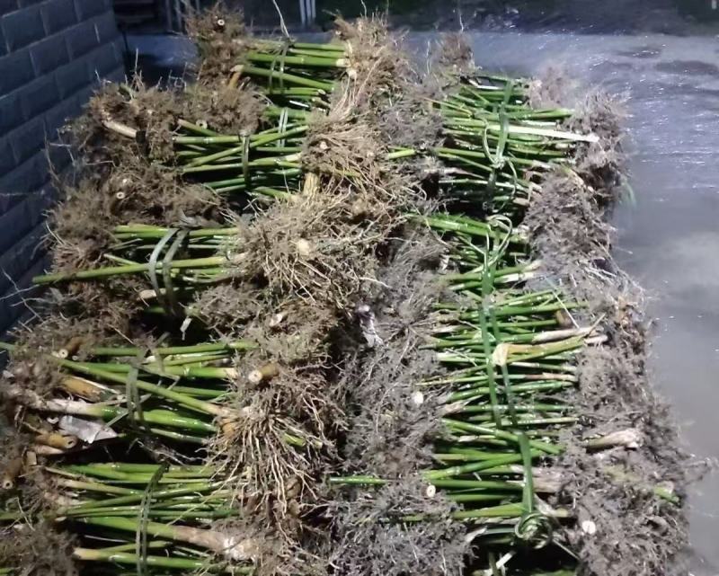 竹苗，麻竹苗大量供应量大从优，货源充足，欢迎咨询，可实地