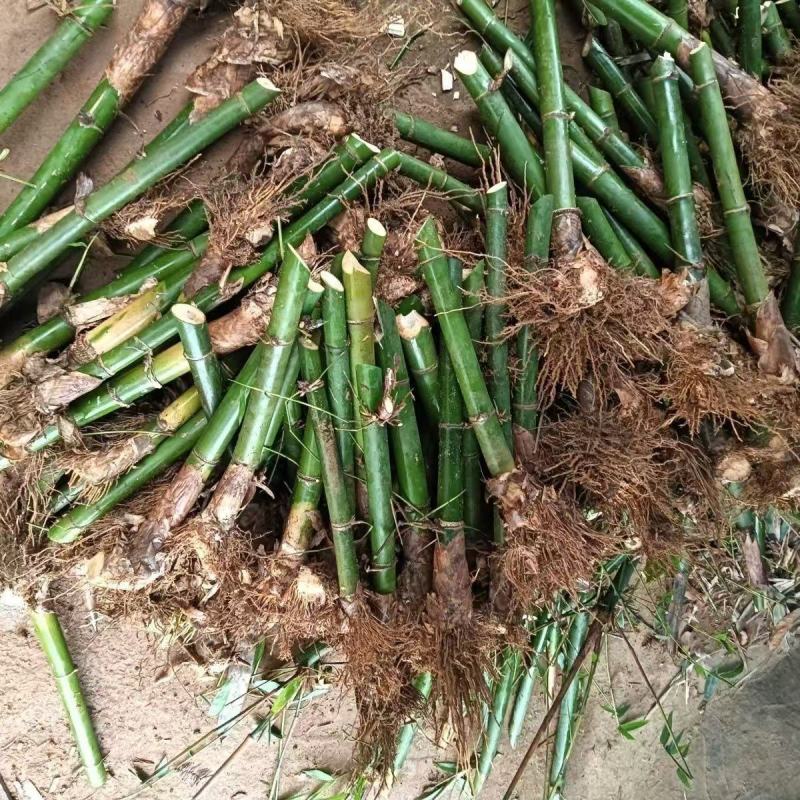 竹苗，麻竹苗大量供应量大从优，货源充足，欢迎咨询，可实地