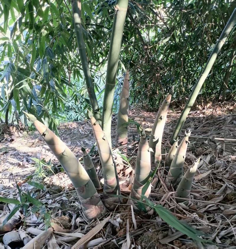 竹苗，麻竹苗大量供应量大从优，货源充足，欢迎咨询，可实地