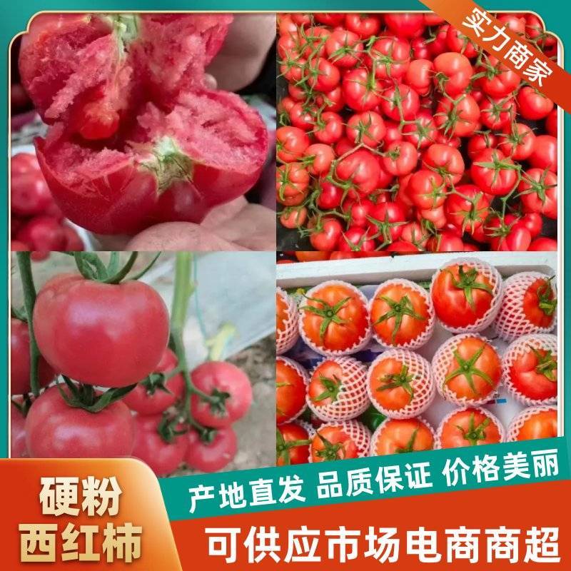 {实力}万亩硬粉暖棚西红柿，现摘现发，基地直发，商超社区团购