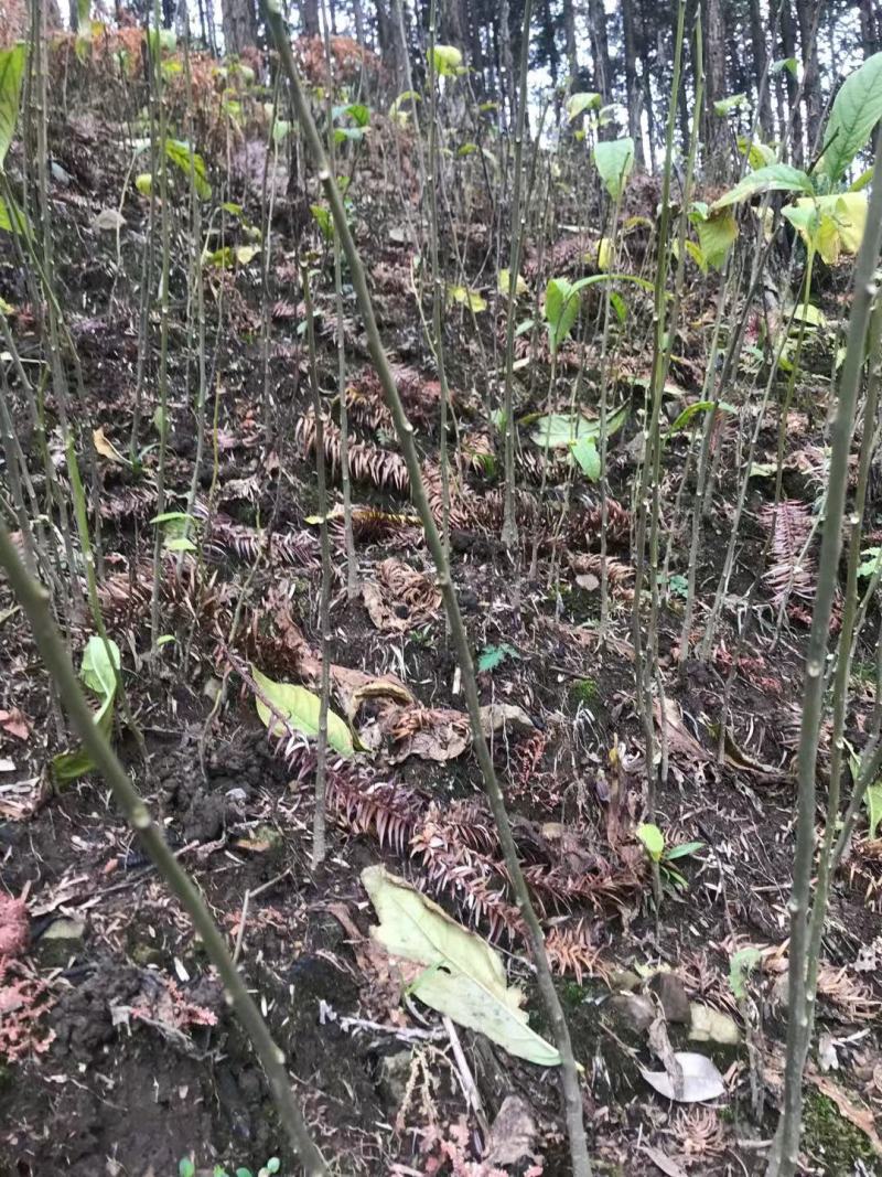 广西桂林灵川乐育村倒水莲苗各种规格货源充足