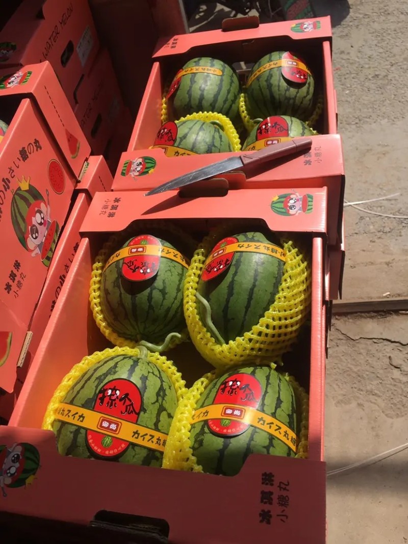 {推荐商家}全美2k小糖丸万亩基地，欢迎来电质量三包