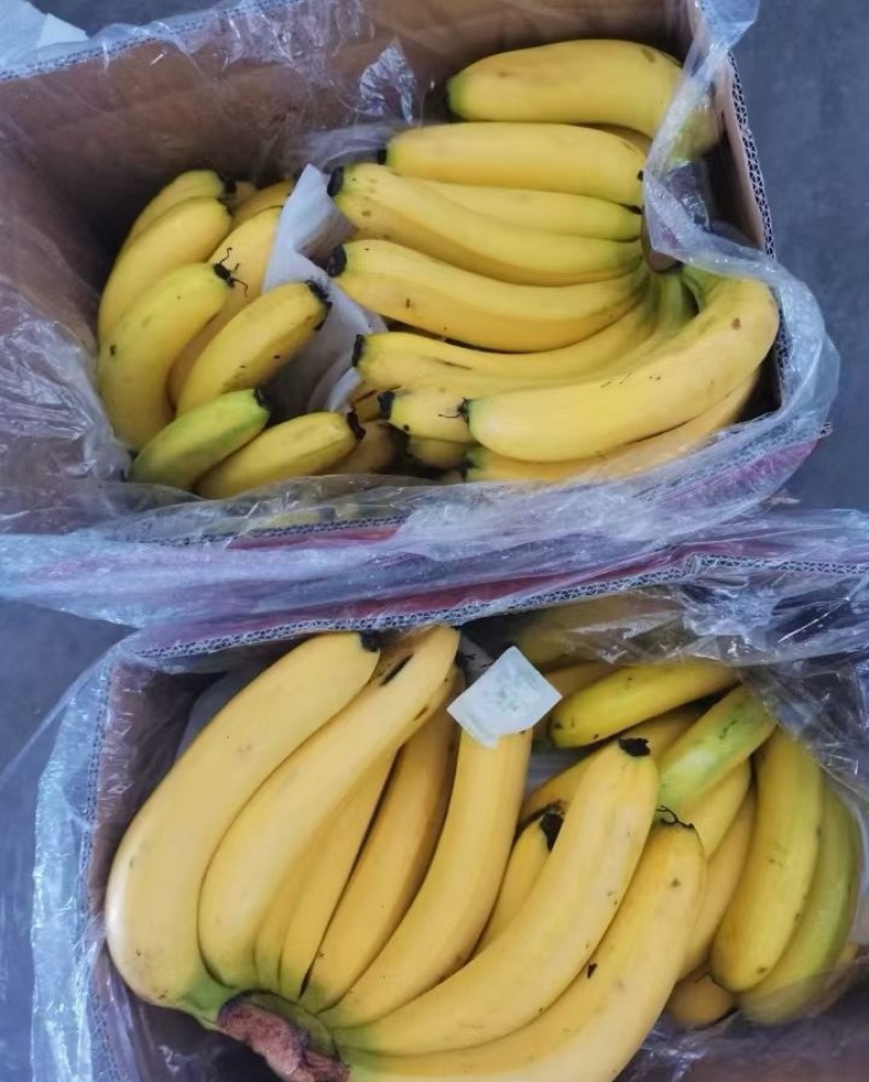 精品香蕉大量供应一手货源品质保证诚信经营欢迎来电