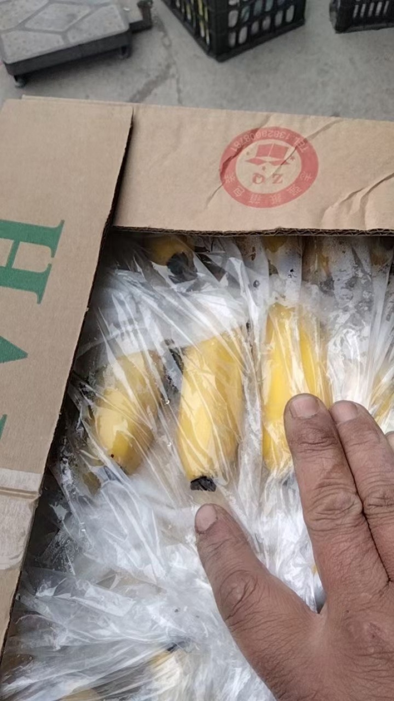 精品香蕉大量供应一手货源品质保证诚信经营欢迎来电