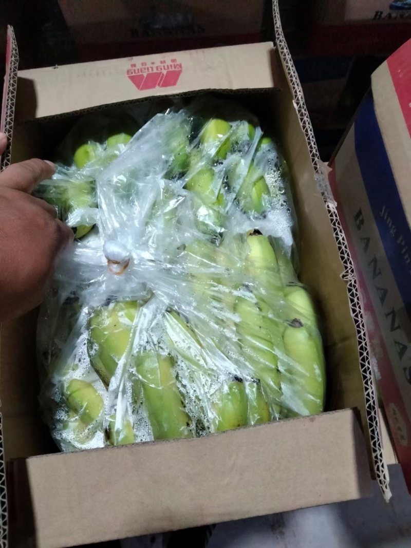 精品香蕉大量供应一手货源品质保证诚信经营欢迎来电